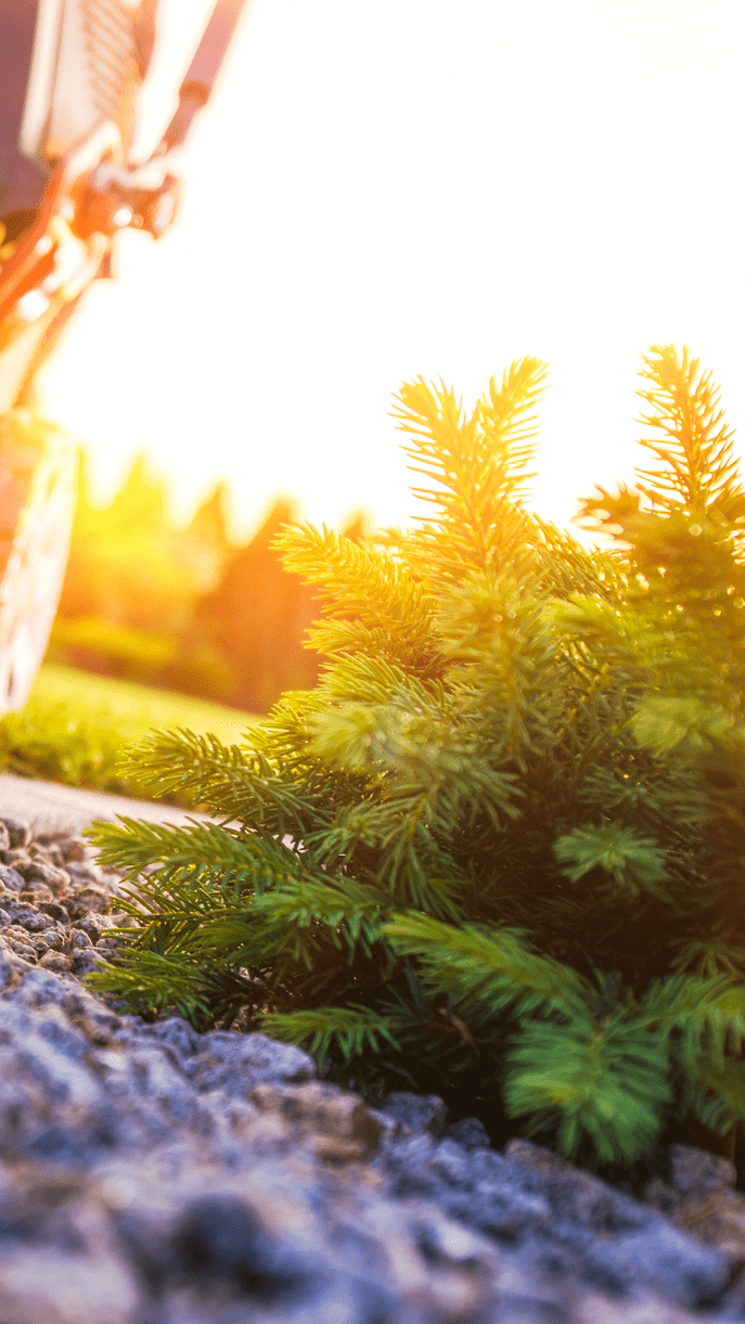 Sunlight illuminates vibrant evergreen foliage near a gravel pathway, highlighting the beauty of nature in a serene outdoor setting.